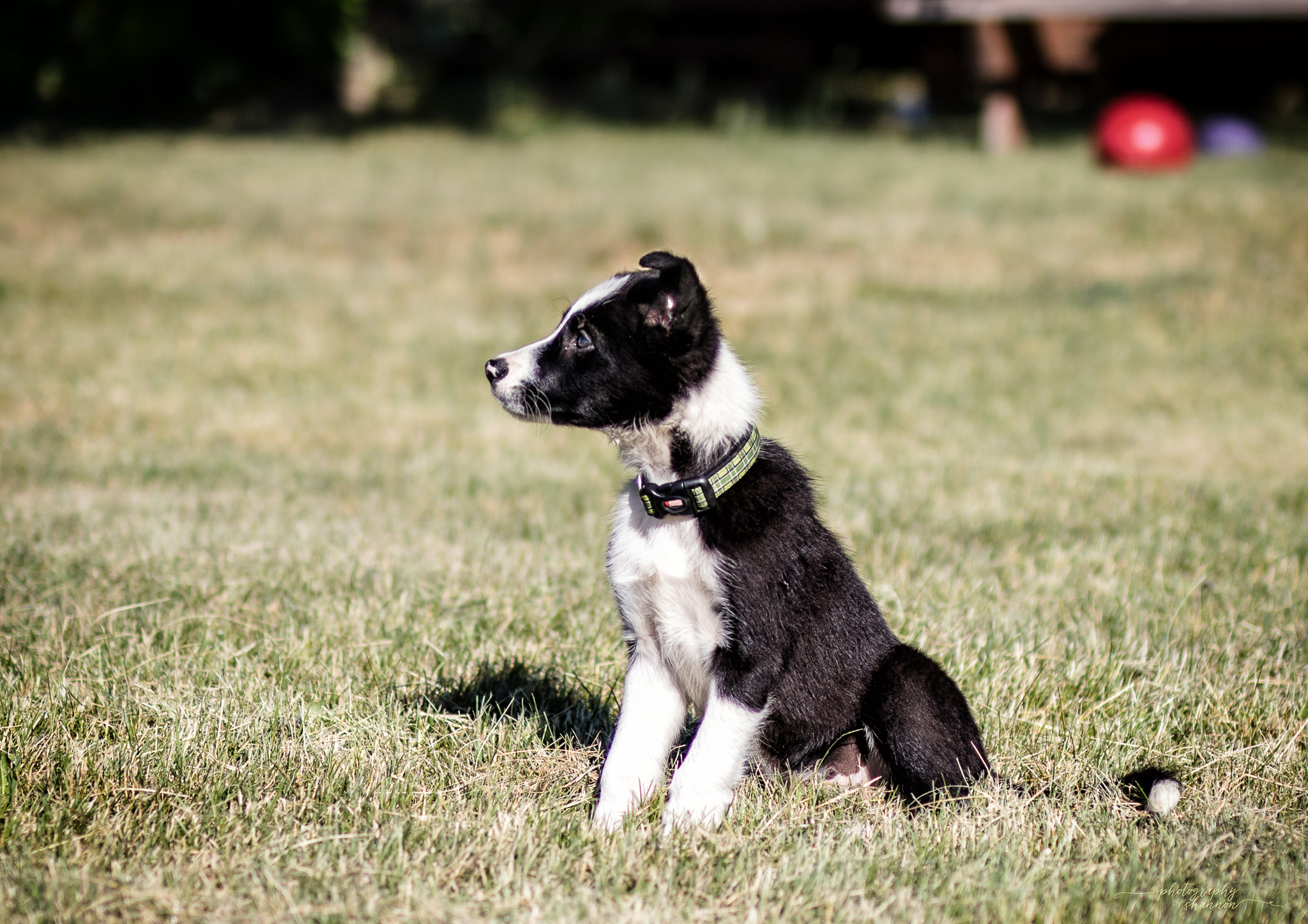 Gold Creek Ranch Border Collies BCW TEXAS
