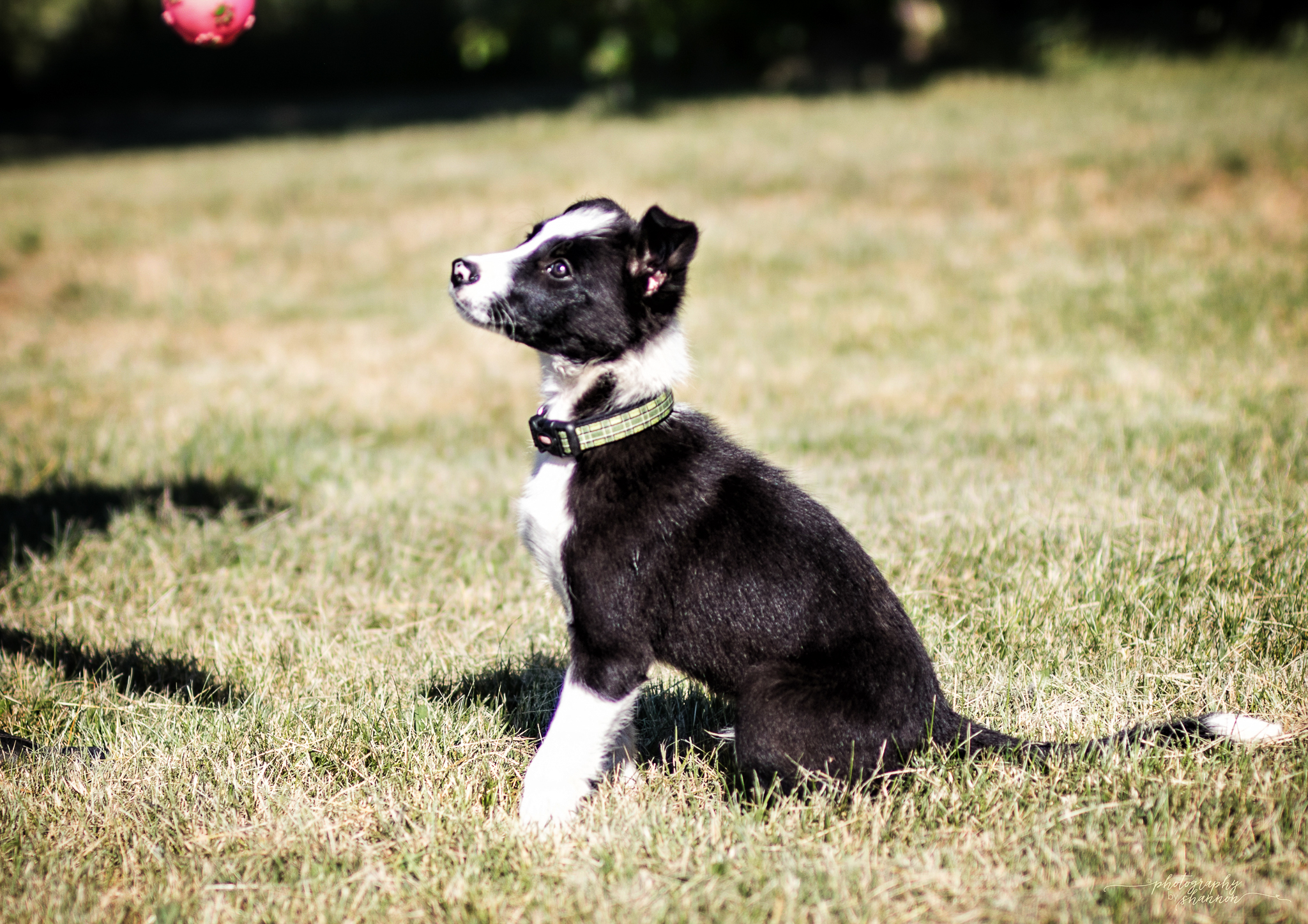 39+ Texas Border Collie Pic Bleumoonproductions