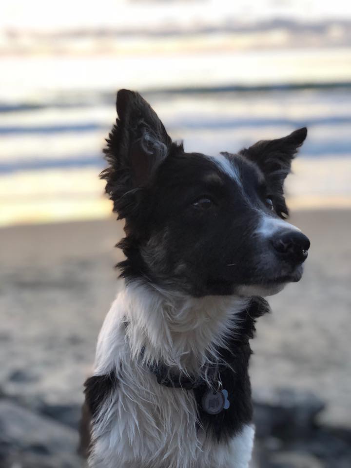 Banjo