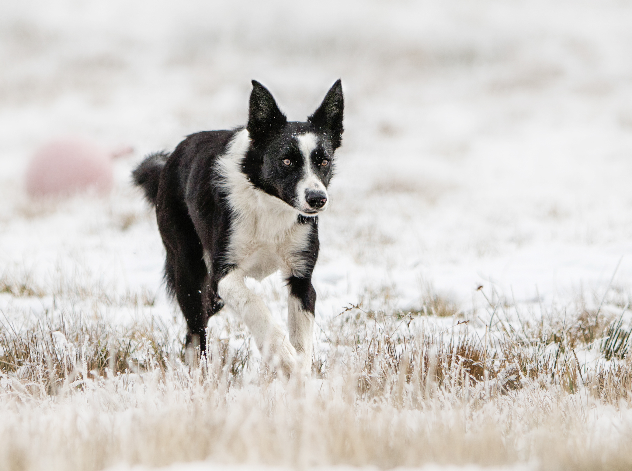 Gold Creek Ranch Border Collies BCW TEXAS