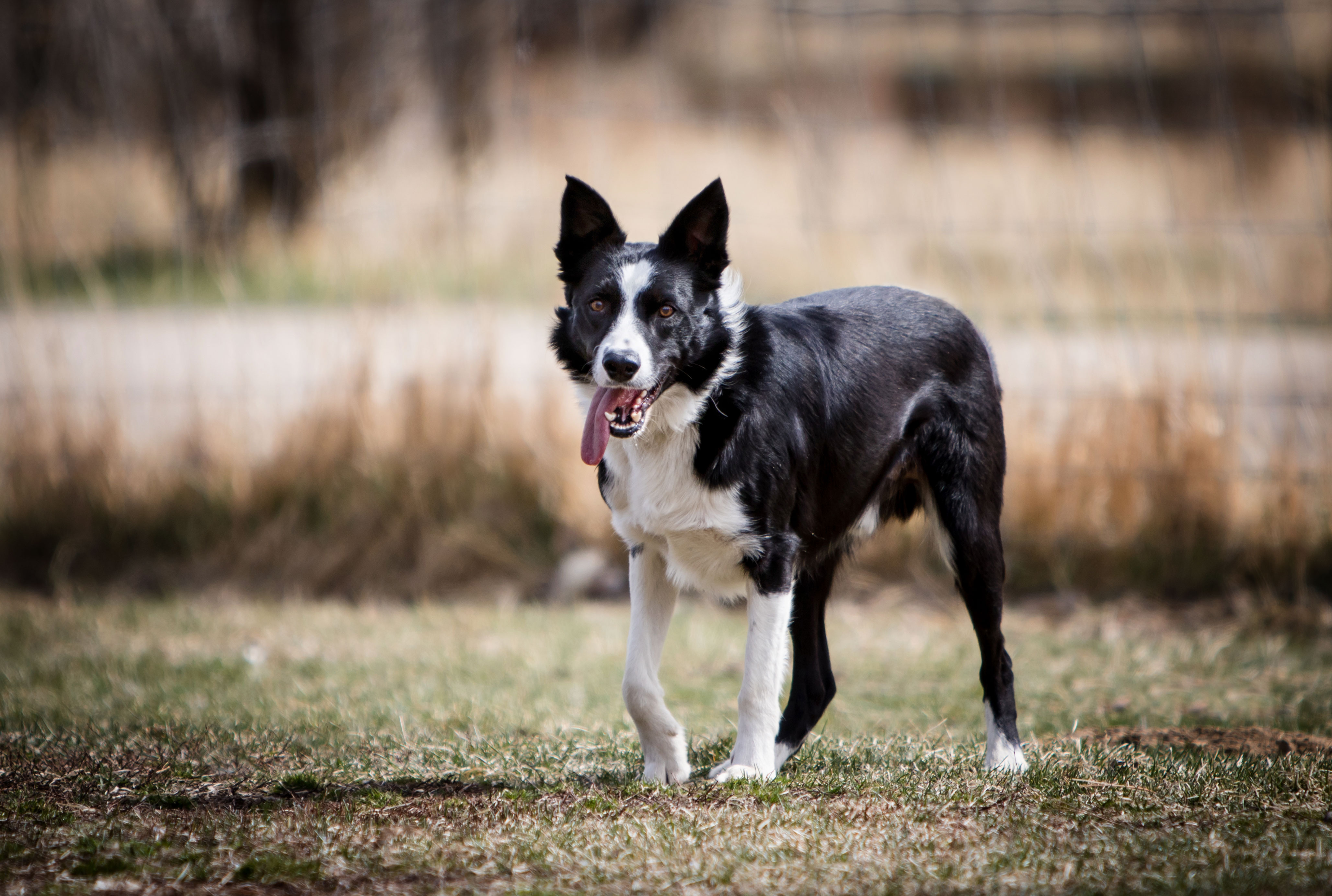 Gold Creek Ranch Border Collies BCW TEXAS