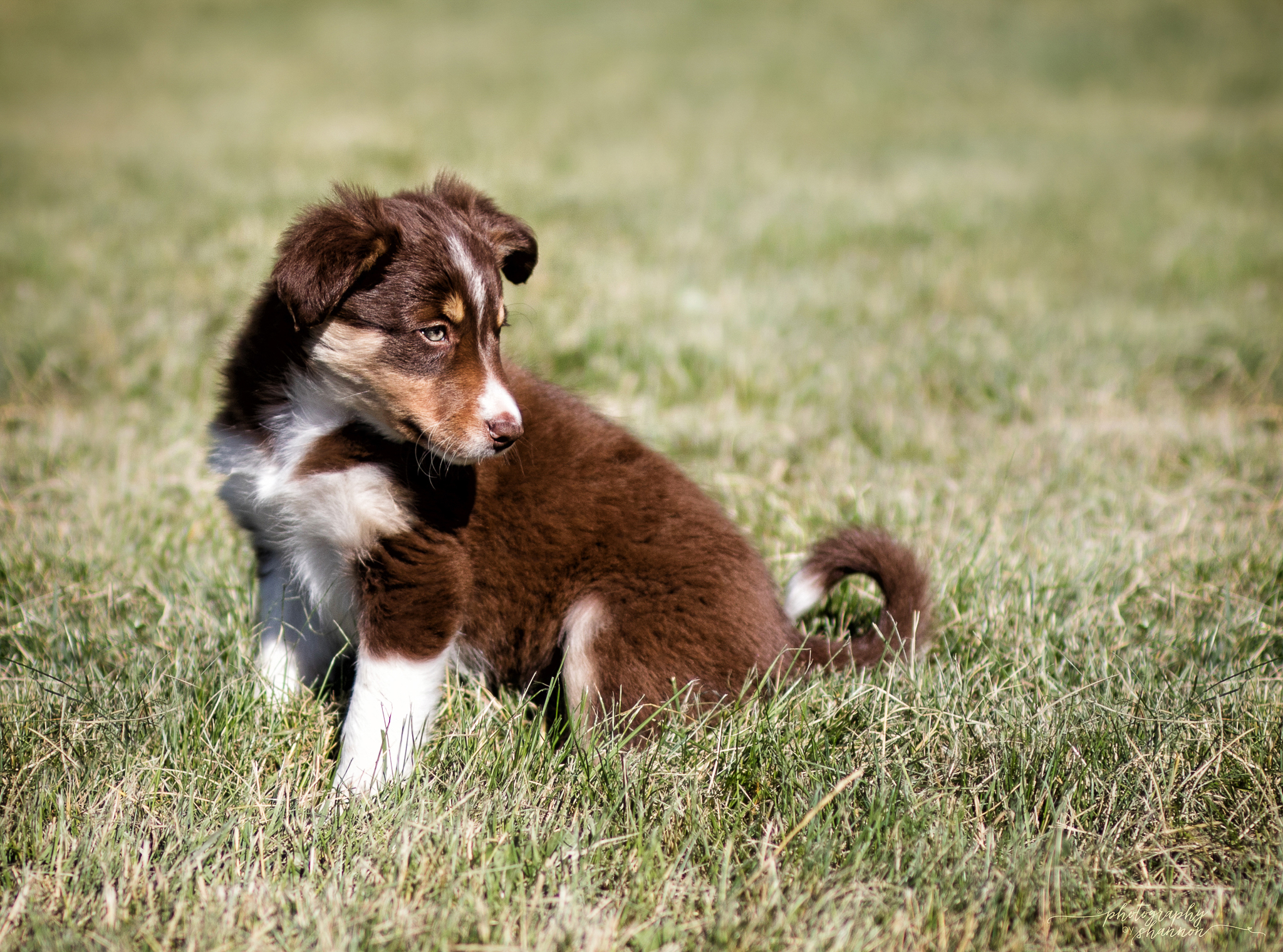 Border Collie Dogs & Puppies for Sale Montana Gold Creek Ranch