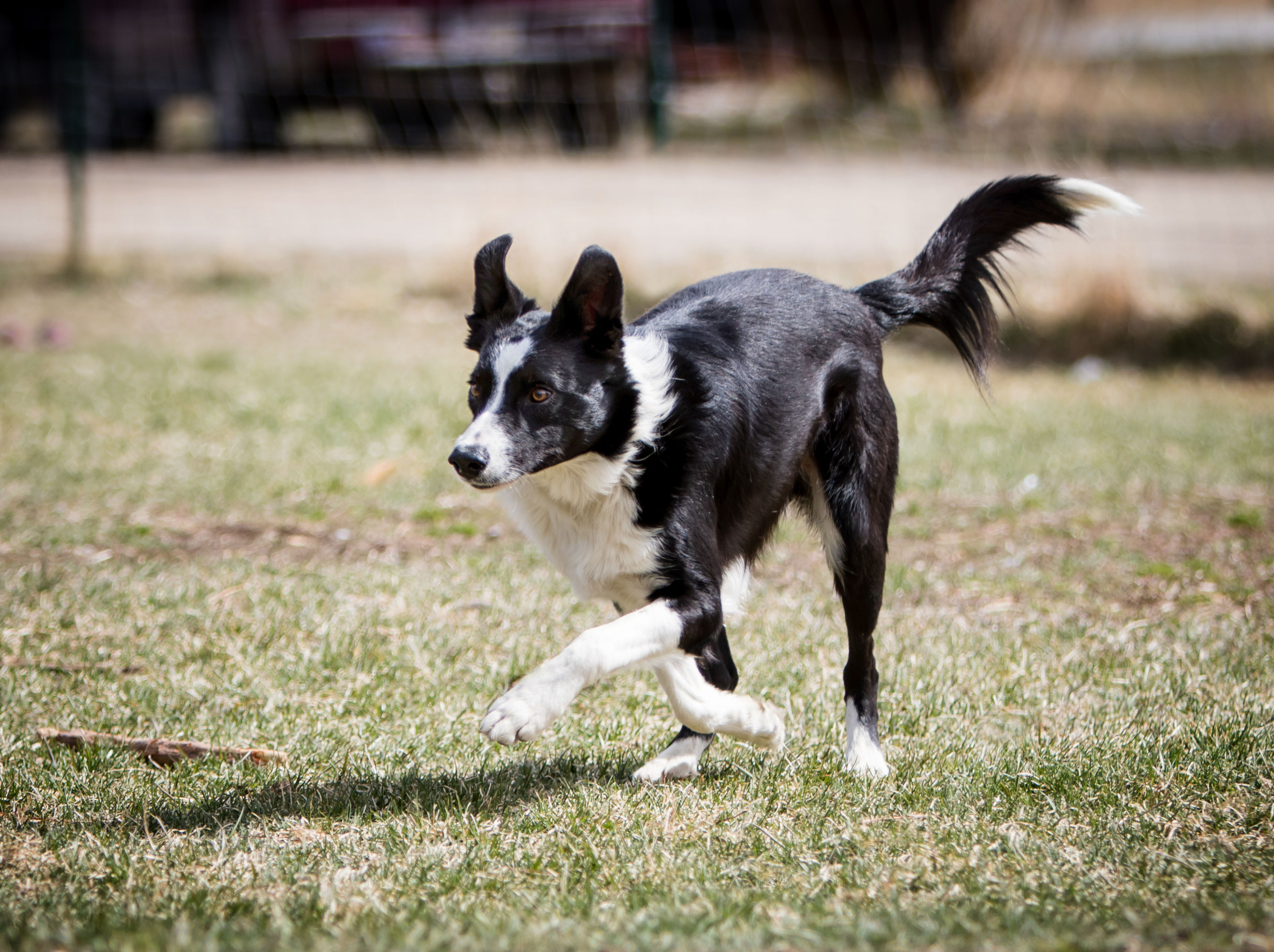 Gold Creek Ranch Border Collies BCW TEXAS