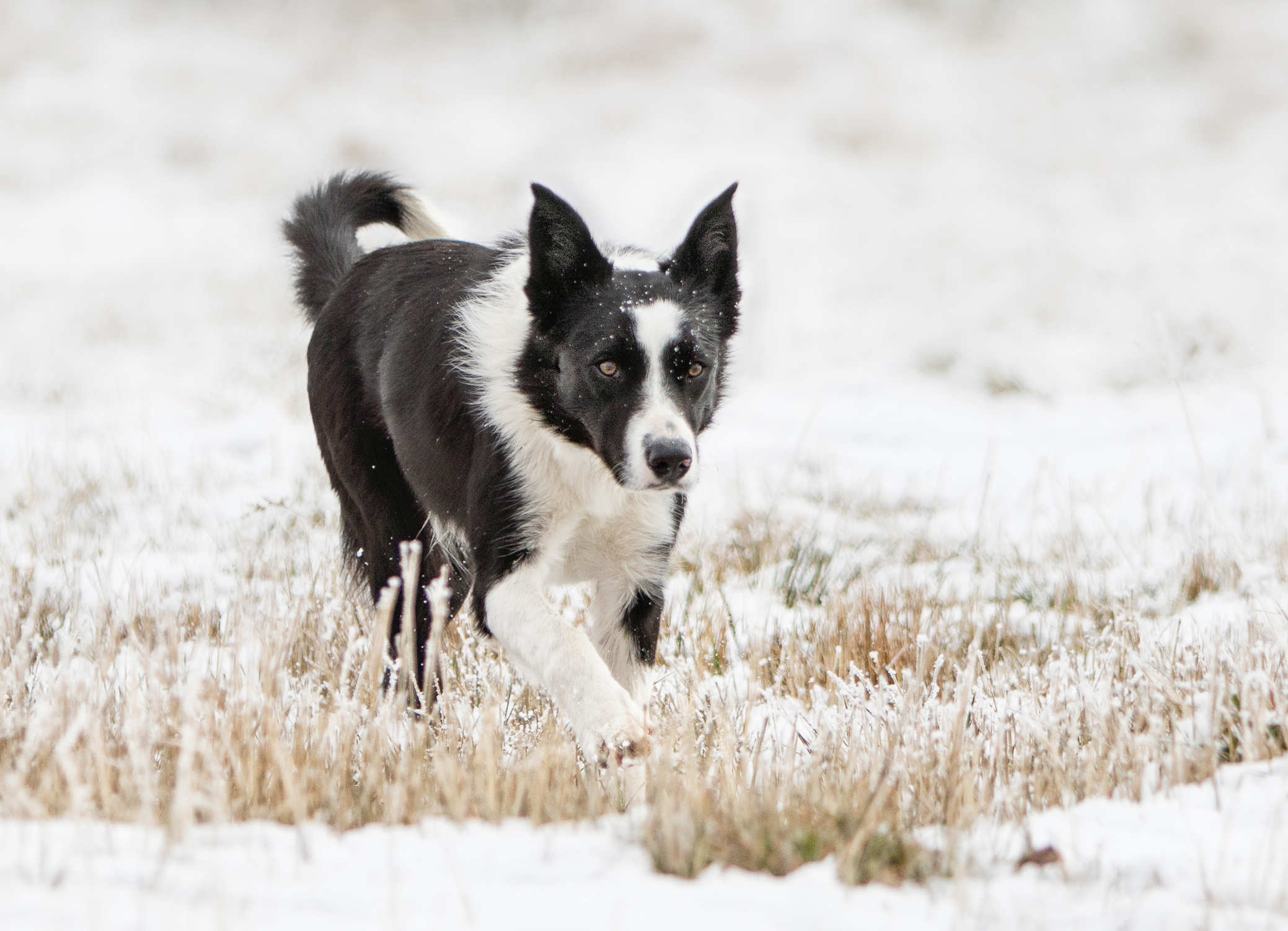 Gold Creek Ranch Border Collies BCW TEXAS