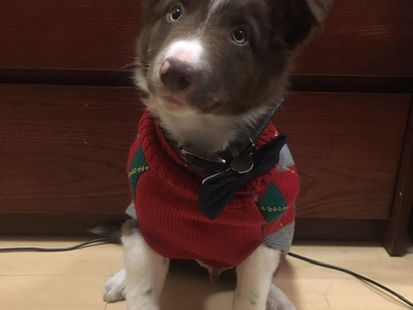 Pupdate: Cinch x MFR Nutmeg - Oct 2018 Litter