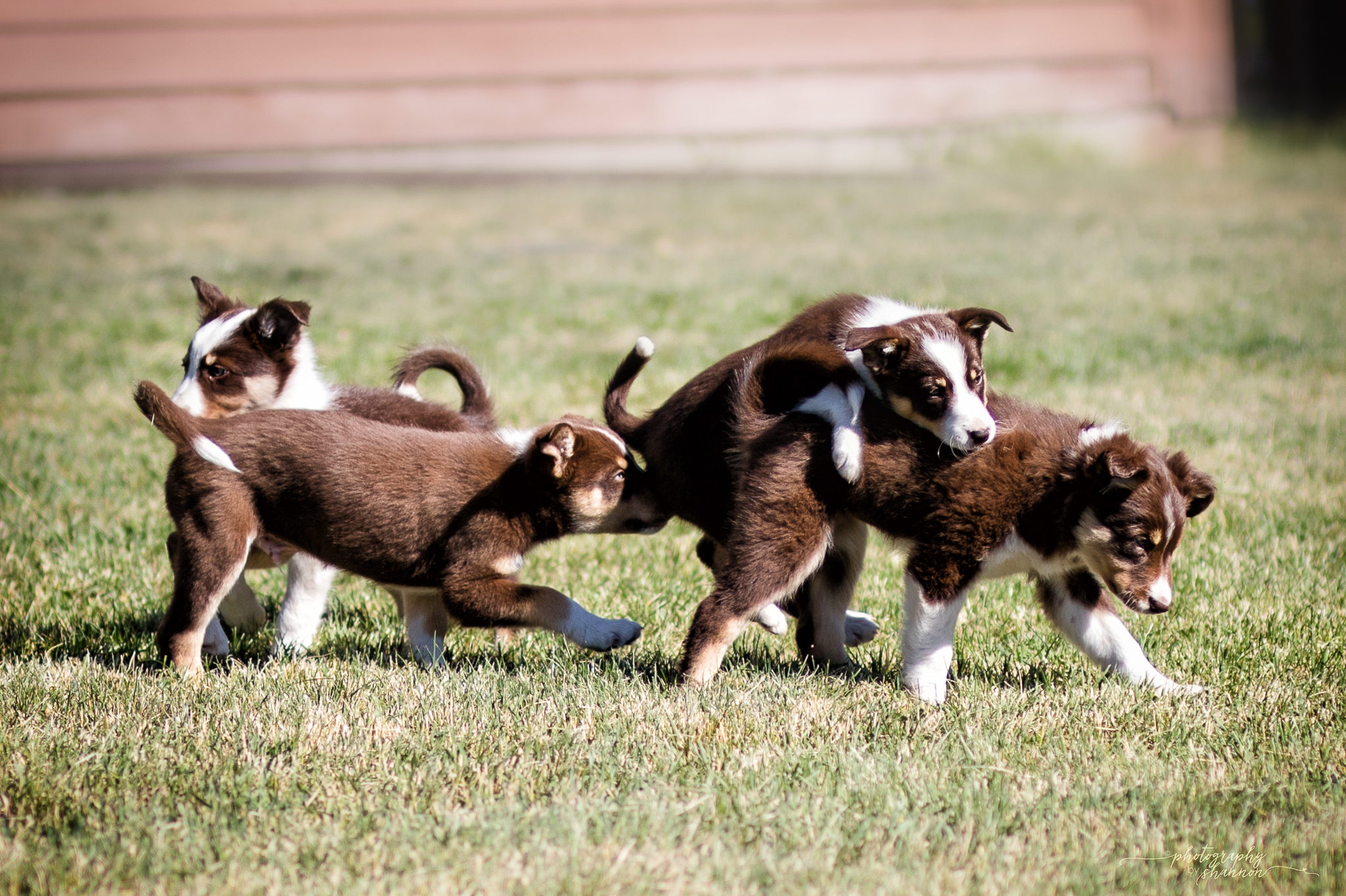 red border collie short hair