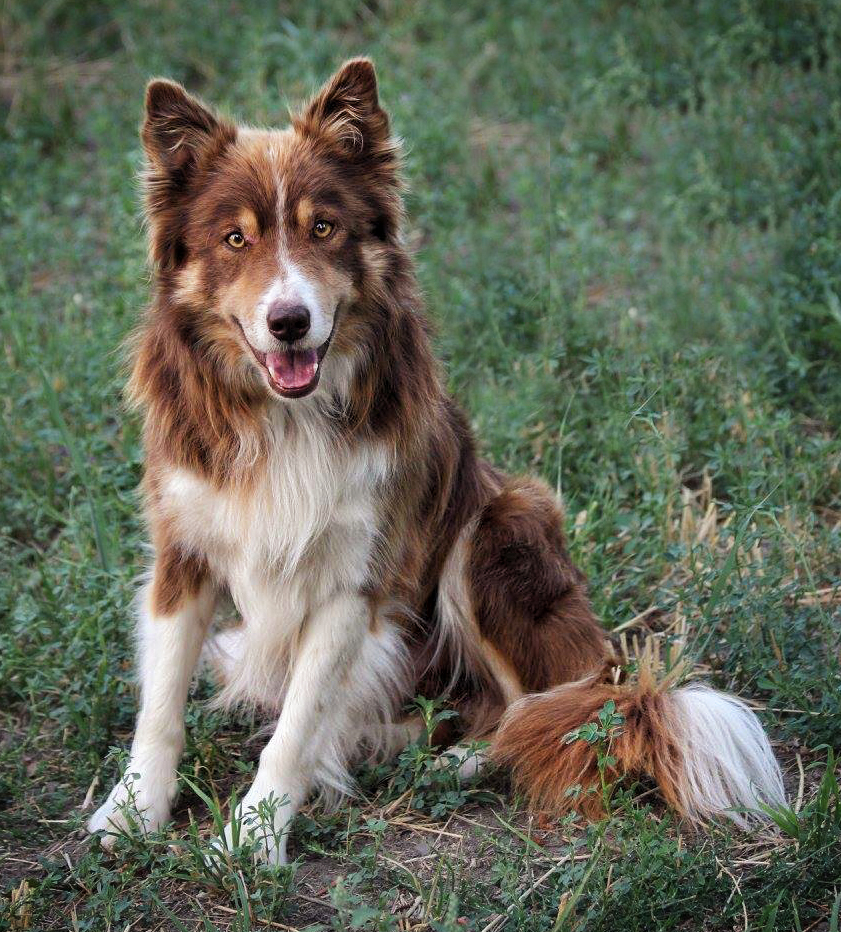 Gold Creek Ranch Border Collies Rhett