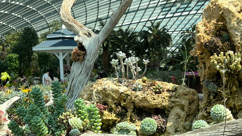 On Display Inside the Flower Dome, Singapore