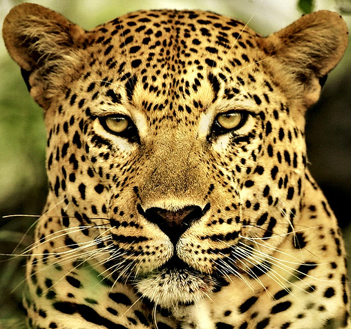 Leopard.png