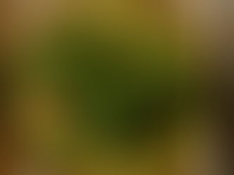 Wrap protéiné épinards, roquette