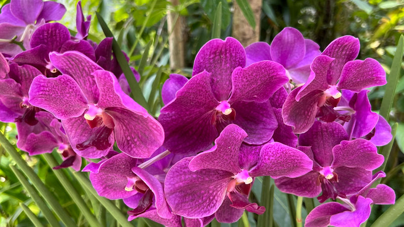 Orchid in the Flower Dome, Singapore