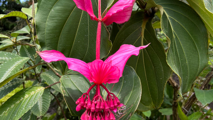Colorful Beauty at the National Orchid Garden, Singapore