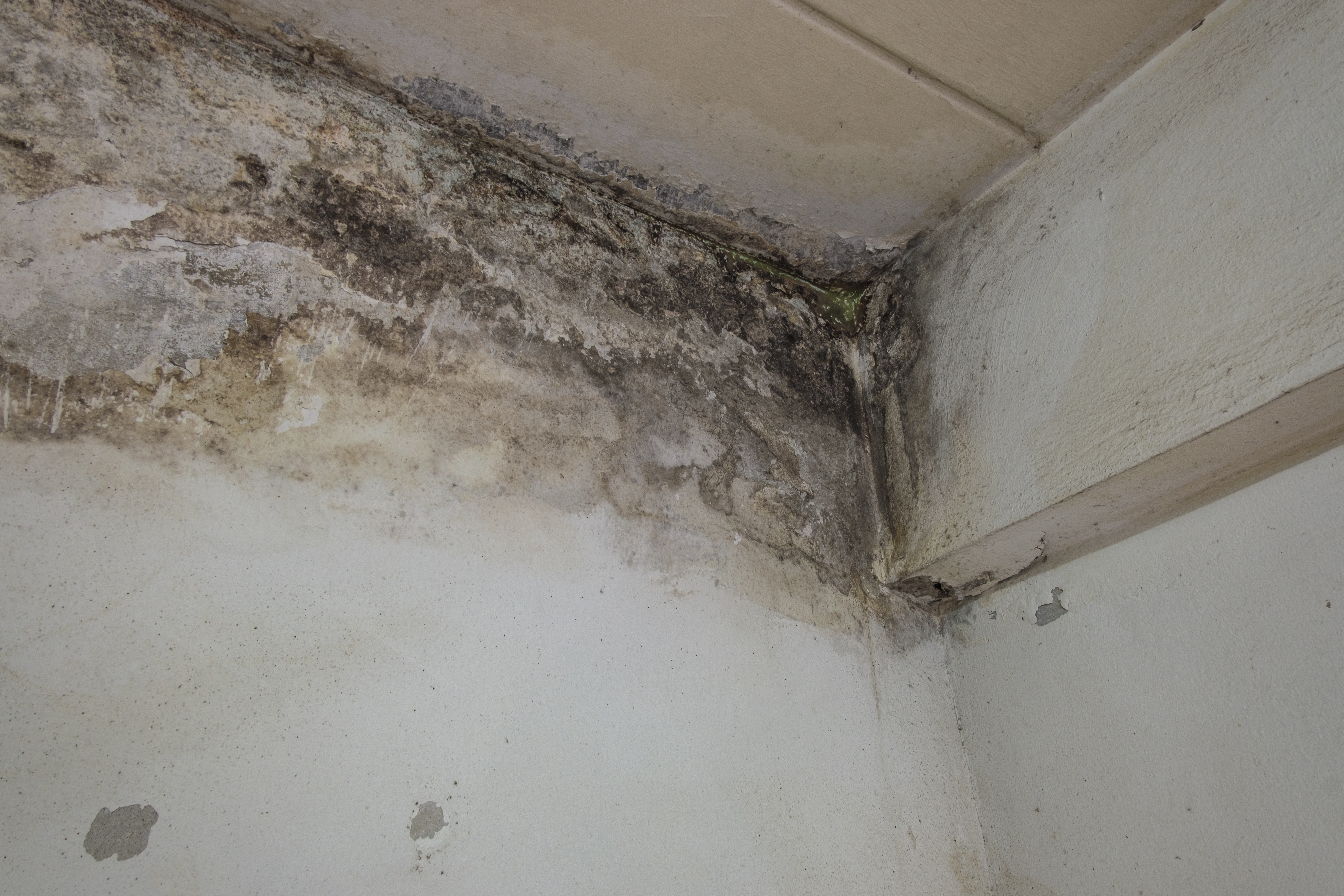 Mold damage
