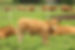 BECERRO.JPG
