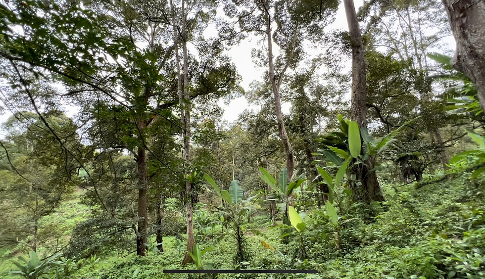 縮圖：Taman Titi Durian Orchard 6 acres Agriculture Land