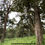 縮圖：1577-Pertang Durian Orchard 4-acre Agriculture Land @ Negeri Sembilan for Sale