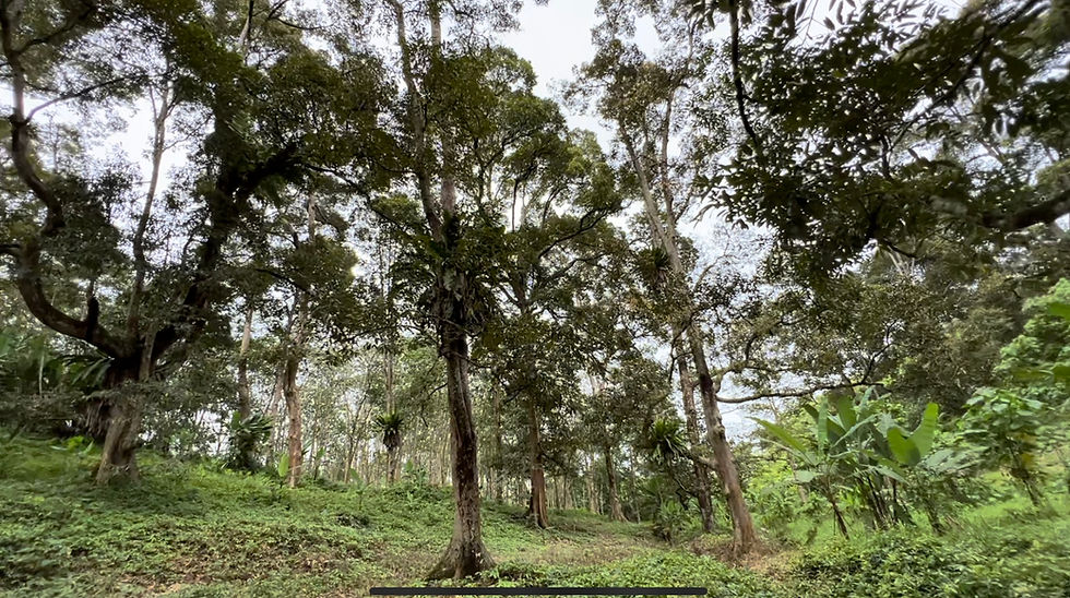 縮圖：Taman Titi Durian Orchard 6 acres Agriculture Land