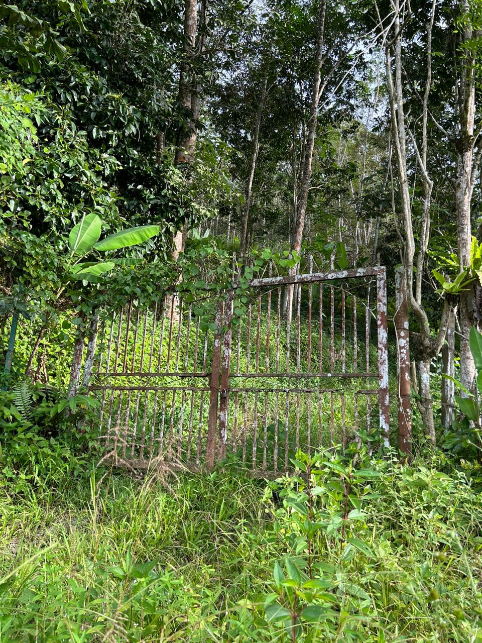 Thumbnail: Jelebu Kuala Klawang 6.5 acre Rubber Plantation @ Land For Sale