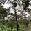 縮圖：Taman Titi Durian Orchard 6 acres Agriculture Land