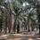 縮圖：4.875 Acres Palm Oil Plantation @ Banting
