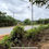 Thumbnail: 1574-Taman Titi Rubber Plantation 9.9 acres Agriculture Land