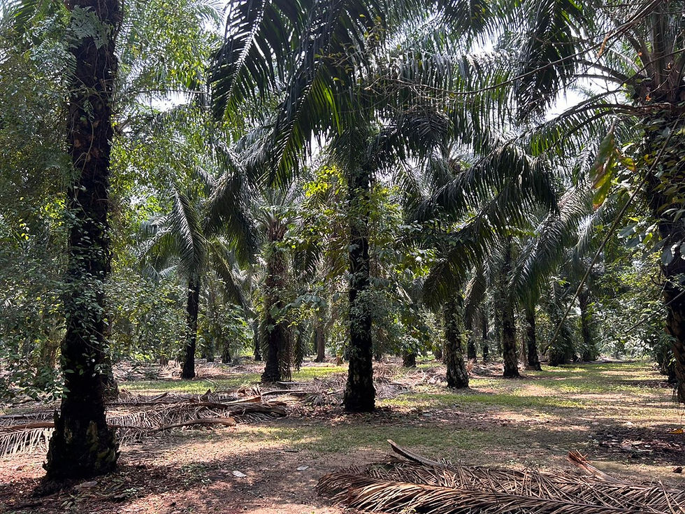 Thumbnail: 4.875 Acres Palm Oil Plantation @ Banting