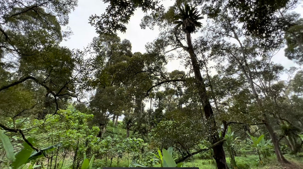 縮圖：Taman Titi Durian Orchard 6 acres Agriculture Land