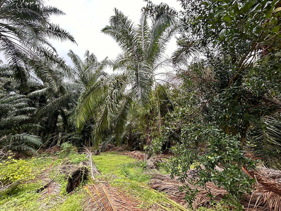 Thumbnail: Banting Agriculture Land @ Kuala Langat For Sale