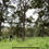 縮圖：1577-Pertang Durian Orchard 4-acre Agriculture Land @ Negeri Sembilan for Sale