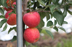 IMG_1445(1)