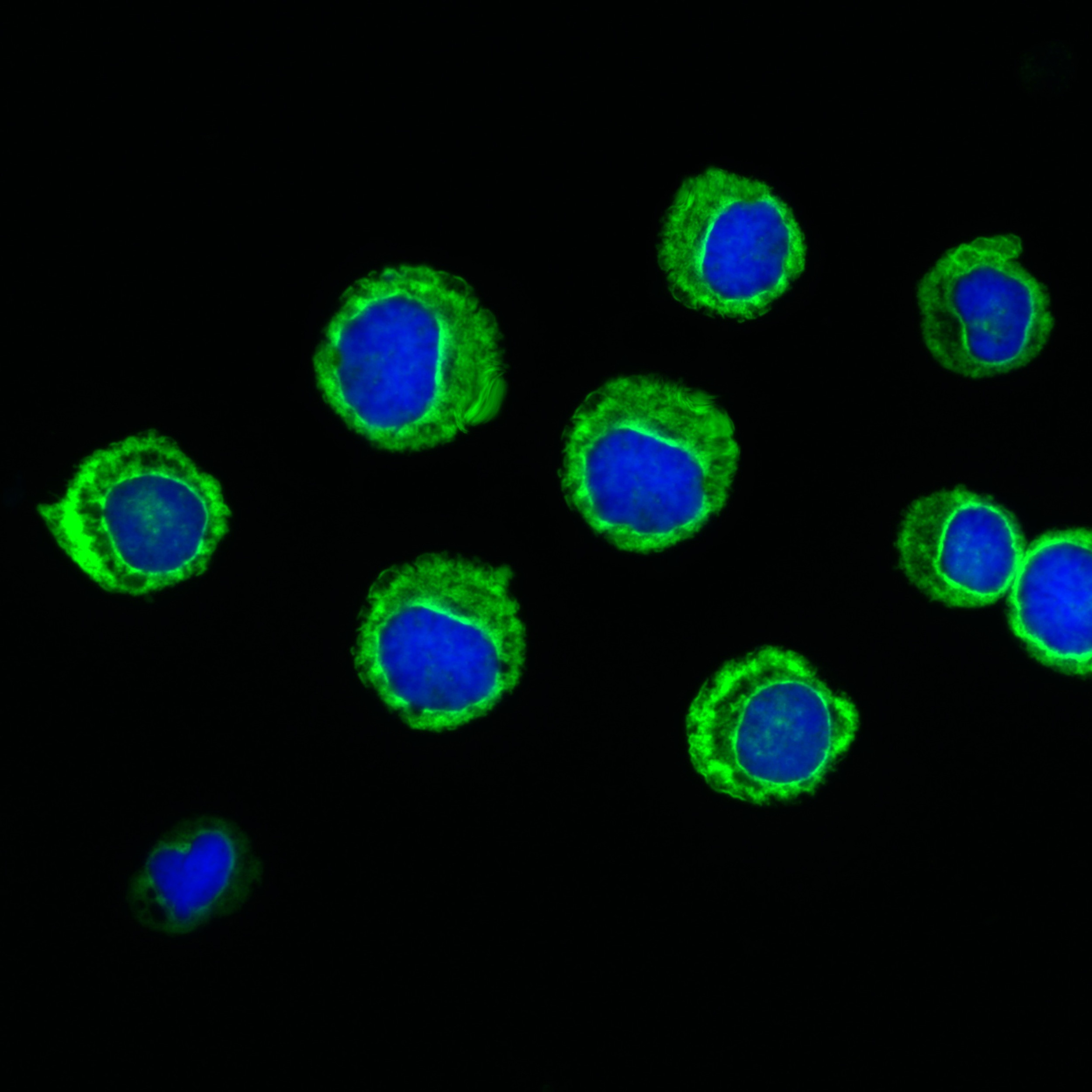 In Vivo Drug Responses And Drug Discovery 3D Cell Culture | Gelomics