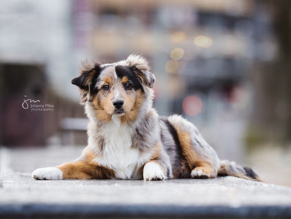 City-Shooting mit Hund: So entstehen natürliche Fotos in der Stadt