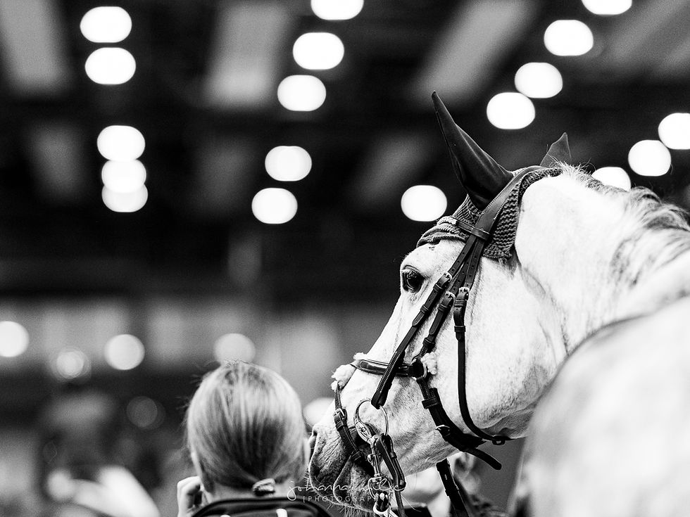 Schwarz-weiß Turnierfoto von einem Schimmel