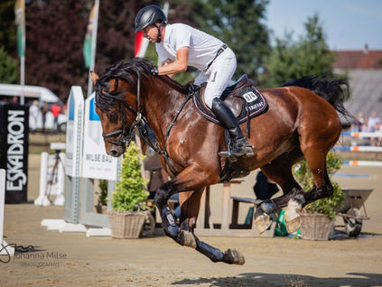 Turnierfoto von einem buckelnden Pferd im Springparcours in Bielefeld Brake