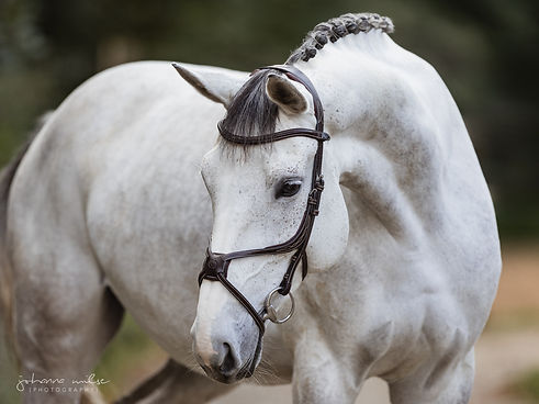 Kopfportraits eines Pferdes mit anatomischer Trense