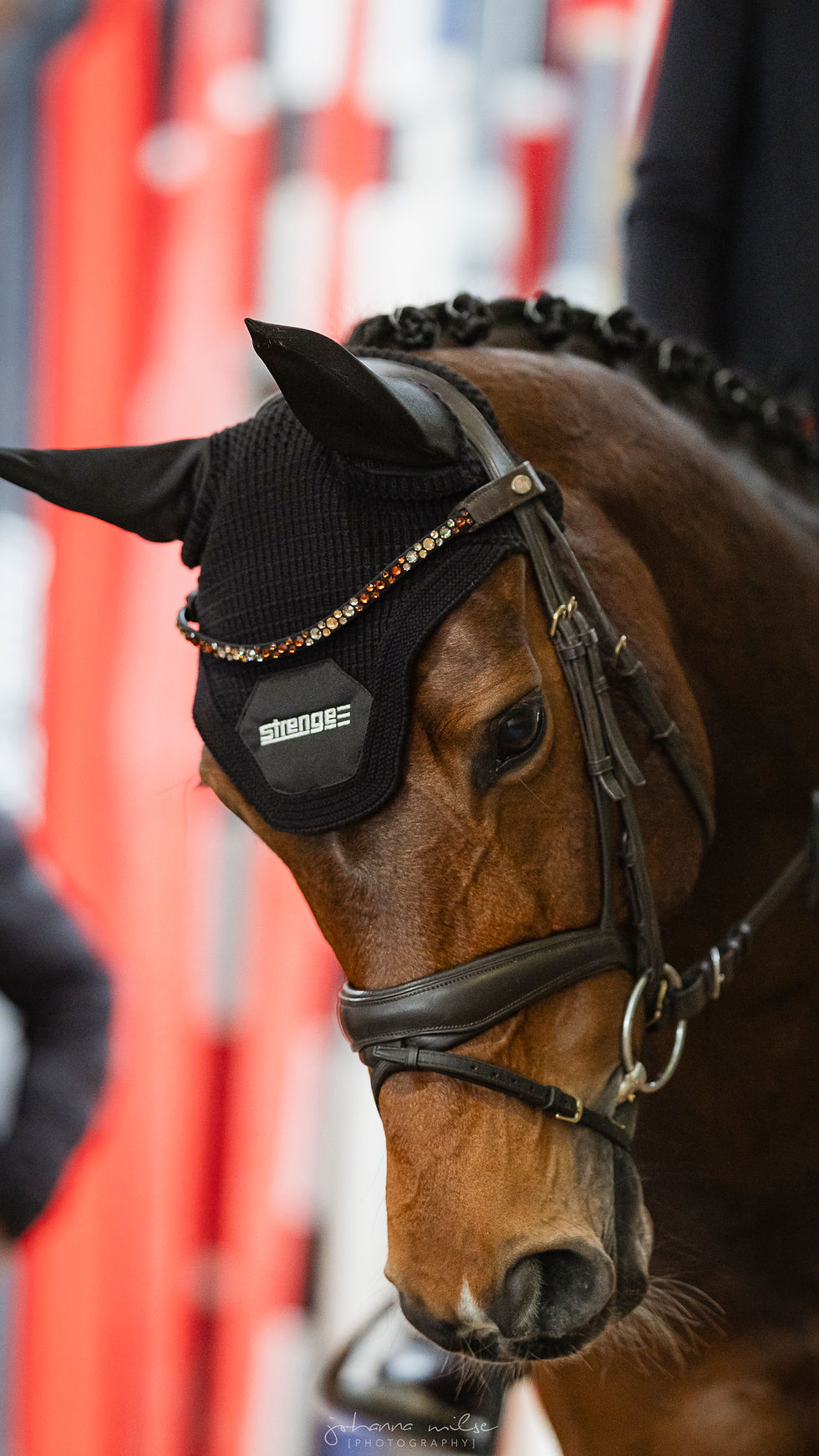 Kopfportraits eines Pferdes auf einem Springturnier