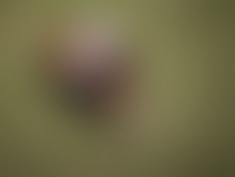 Galoppierendes Springpferd | Beitrag für die Turnierfotografie-Checkliste