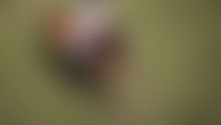 Galoppierendes Springpferd | Beitrag für die Turnierfotografie-Checkliste