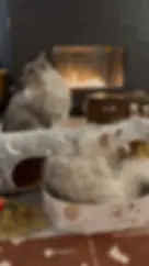 Cozy cat café in Minneapolis, Minnesota featuring two fluffy Maine Coon cats lounging by a warm fireplace. A must-visit spot for coffee and cat lovers looking for a unique café experience.