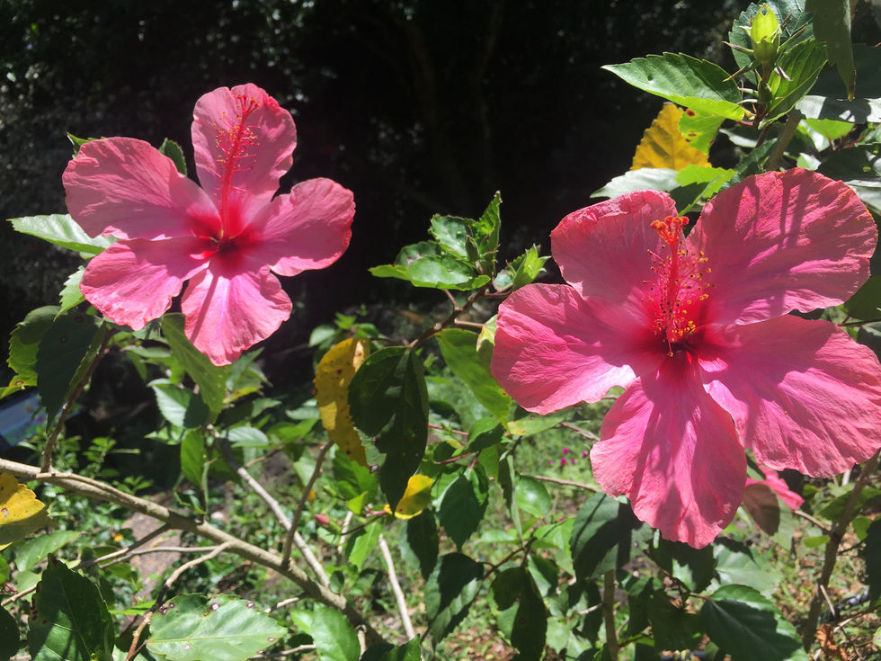 July 2017 _ Haleiwa, HI