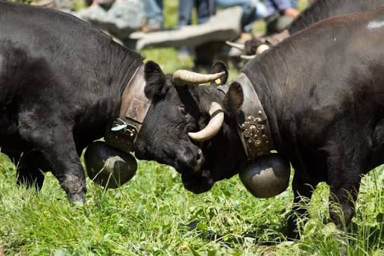 vache d'hérens