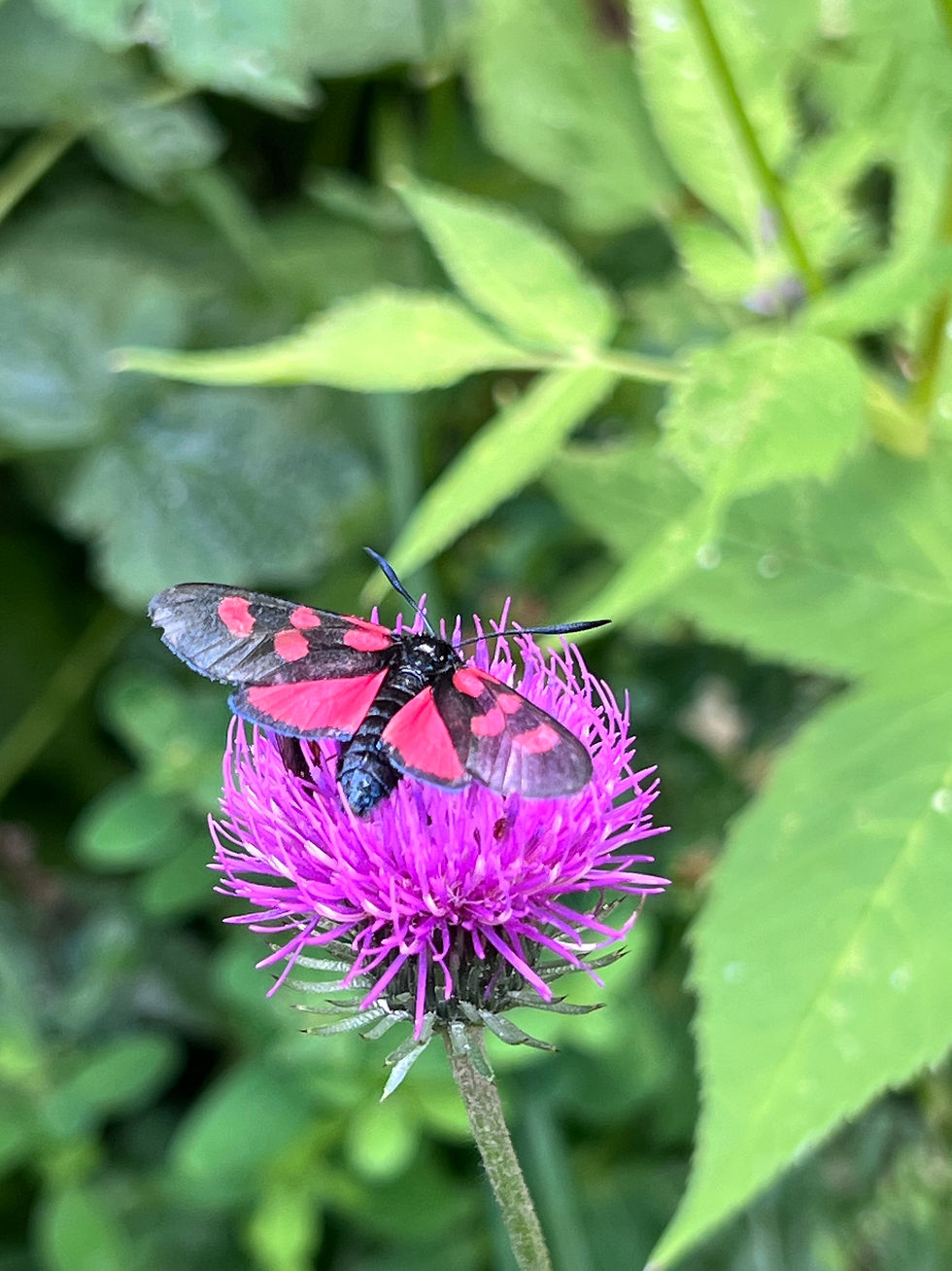 papillon