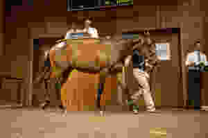 Lot 155, Host x Rambling River_27-02-2012-GEN__Inglis Premier Sales__#0021.jpg