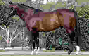 Kaphero Standing Shot 1.JPG