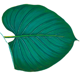 decoration element: little leaf