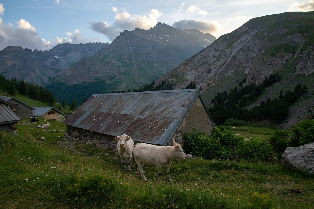 Cows on a farm in the Alps of France.