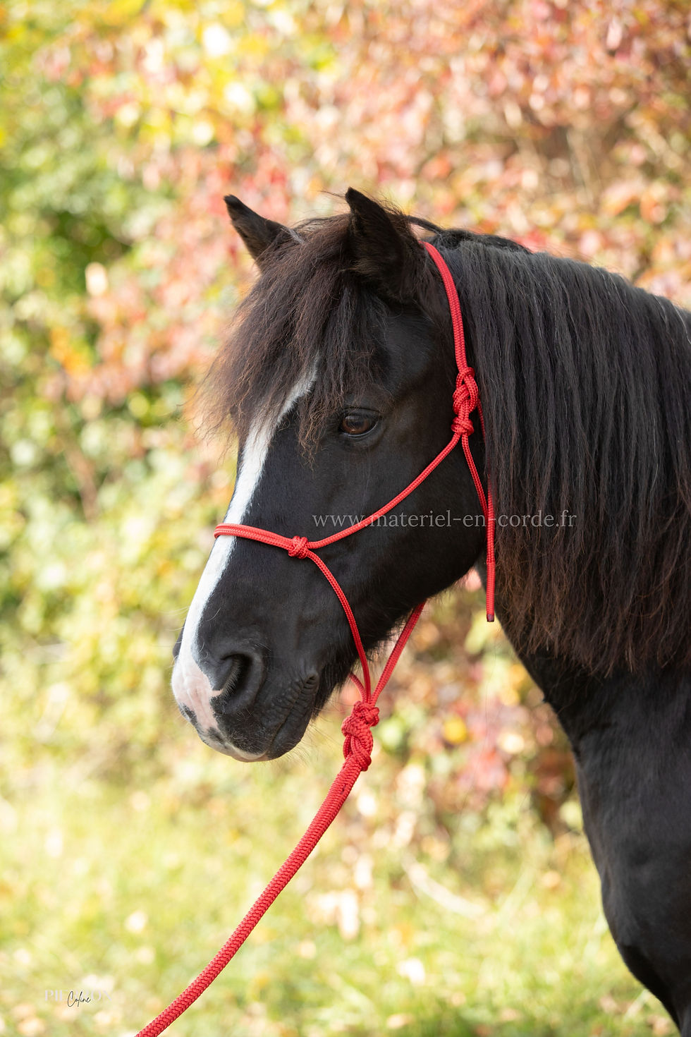 Miniature : Licol Éthologique