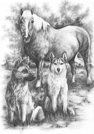 eine Haustierzeichnung als Auftragsarbeit, zeigt zwei Hunde und ein Pferd