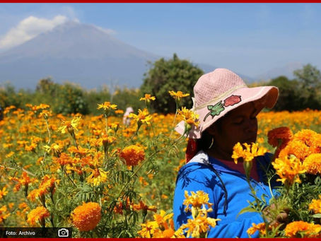 Arranca en Puebla corte y venta de flor de cempasúchil para Día de Muertos