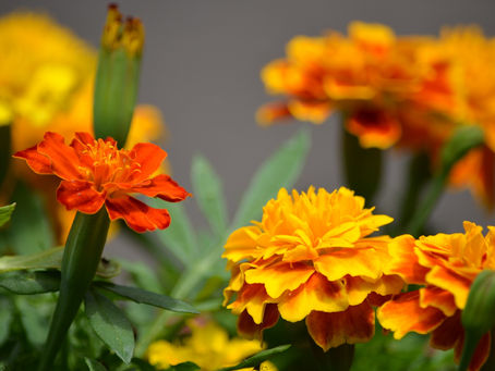 Producción de flores para muertos será de 251 mil toneladas en Puebla